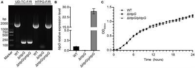 Transcriptome reveals the role of the htpG gene in mediating antibiotic resistance through cell envelope modulation in Vibrio mimicus SCCF01